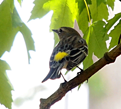 [The warbler is perched on a branch with her head turned to the left. This view of her from the back displays a large bright yellow splotch on her back amid the white-rimmed dark brown feathers.  She has a small pointy beak. ]